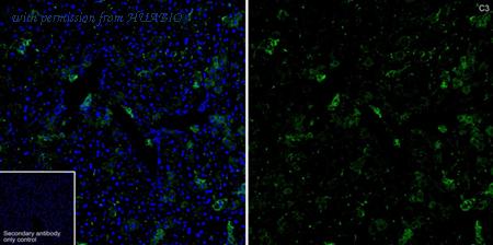 HUABIO HA723984 image 2