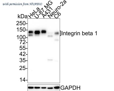 HUABIO HA750008 image 1
