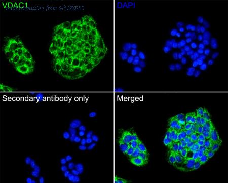 HUABIO HA750012 image 3