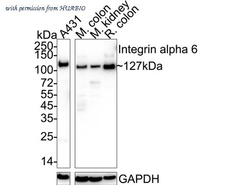 HUABIO HA750028 image 1