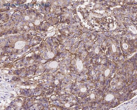 HUABIO HA750028 image 3