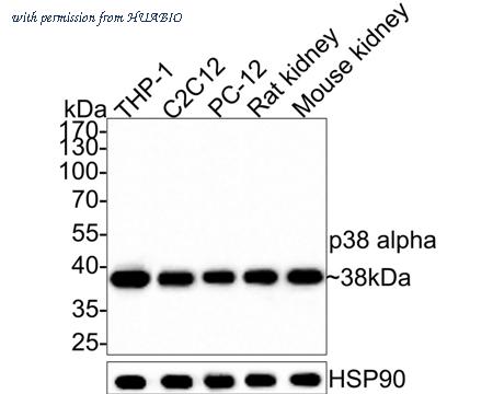 HUABIO HA750040 image 2