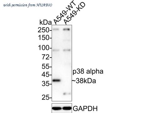 HUABIO HA750040 image 3