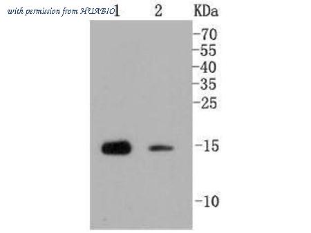 HUABIO HA750051 image 1