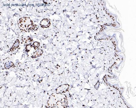 HUABIO HA750051 image 3