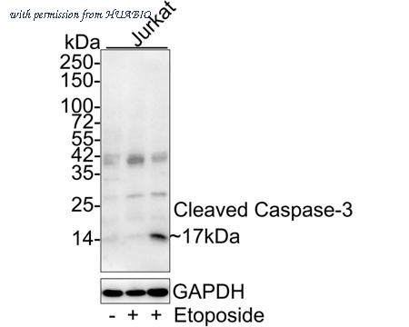 HUABIO HA750053 image 1