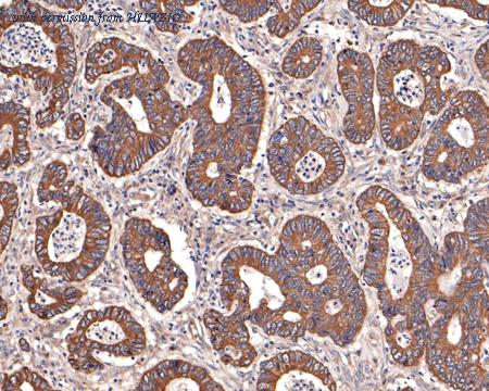 HUABIO HA750053 image 2