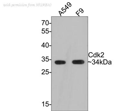 HUABIO HA750054 image 1