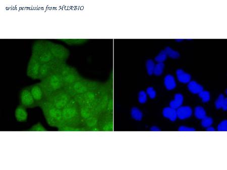 HUABIO HA750054 image 3