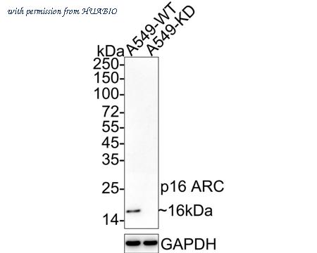 HUABIO HA750055 image 2
