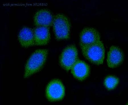 HUABIO HA750055 image 3