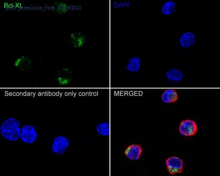 HUABIO HA750063 image 2