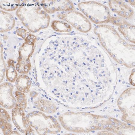 HUABIO HA750063 image 3