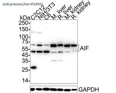 HUABIO HA750066 image 1