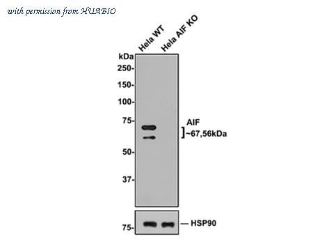 HUABIO HA750066 image 2