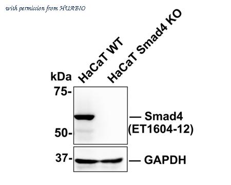 HUABIO HA750070 image 3