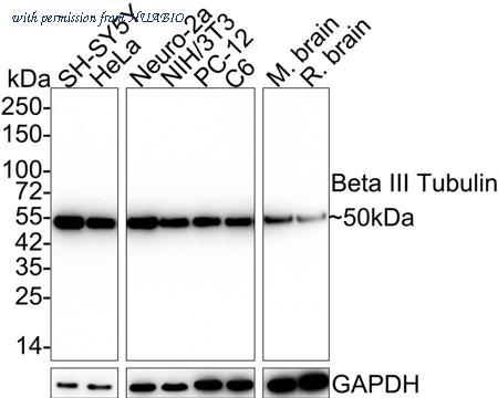HUABIO HA750071 image 1