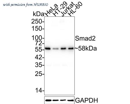 HUABIO HA750073 image 1