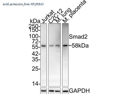 HUABIO HA750073 image 2