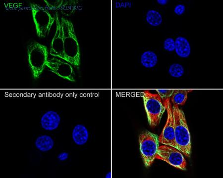 HUABIO HA750074 image 2