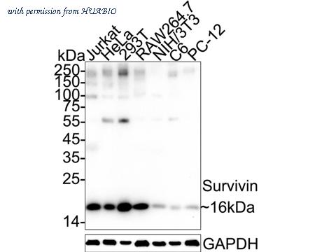 HUABIO HA750076 image 1