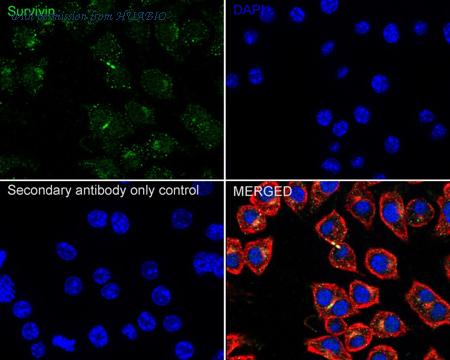 HUABIO HA750076 image 2