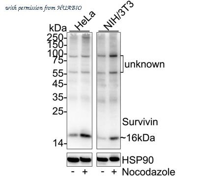HUABIO HA750076 image 3