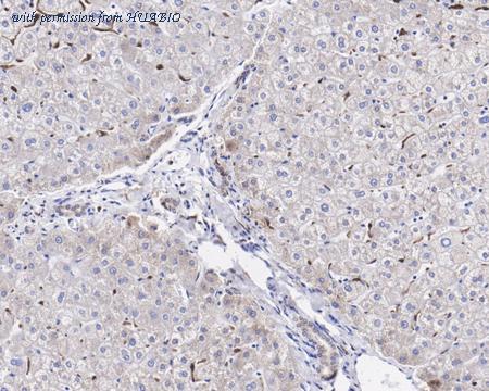 HUABIO HA750079 image 2