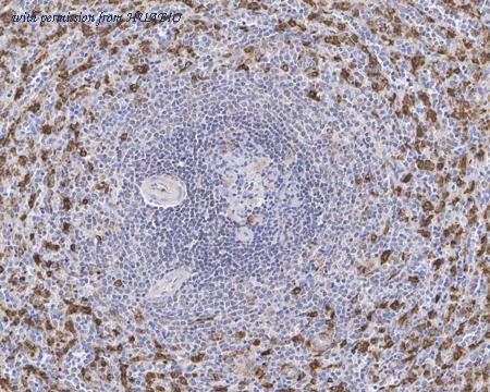 HUABIO HA750079 image 3