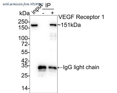 HUABIO HA750081 image 3