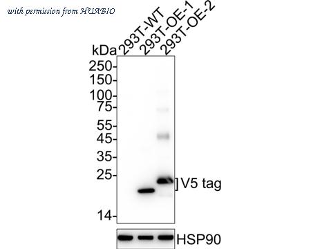 HUABIO HA750086 image 1