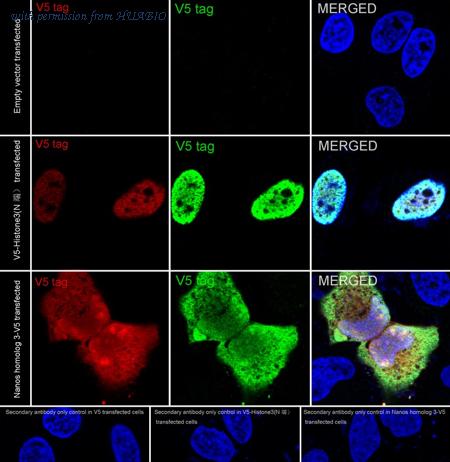 HUABIO HA750086 image 2