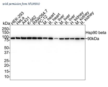 HUABIO HA750090 image 1