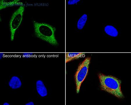 HUABIO HA750090 image 2