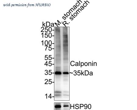 HUABIO HA750094 image 1