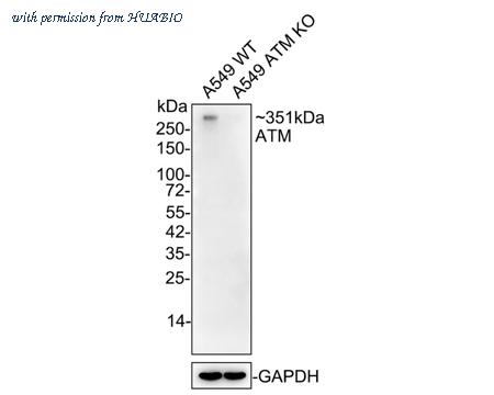 HUABIO HA750096 image 3