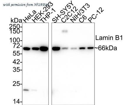HUABIO HA750098 image 1