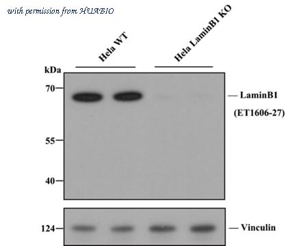 HUABIO HA750098 image 2
