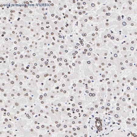 HUABIO HA750098 image 3