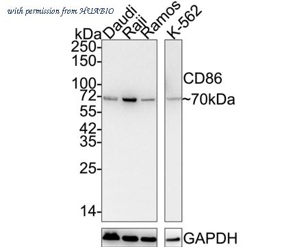 HUABIO HA750109 image 1