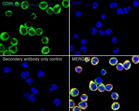 HUABIO HA750109 image 3