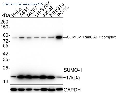 HUABIO HA750110 image 1