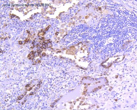 HUABIO HA750112 image 2