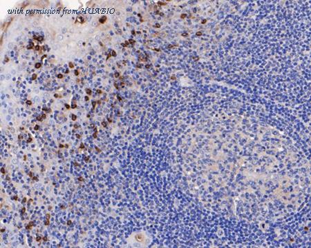 HUABIO HA750112 image 3