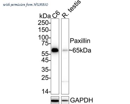 HUABIO HA750114 image 2
