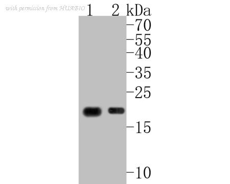 HUABIO HA750115 image 1