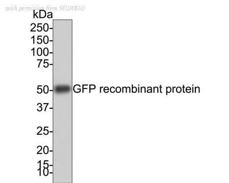 HUABIO HA750116 image 1