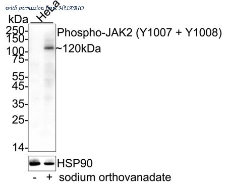 HUABIO HA750117 image 1