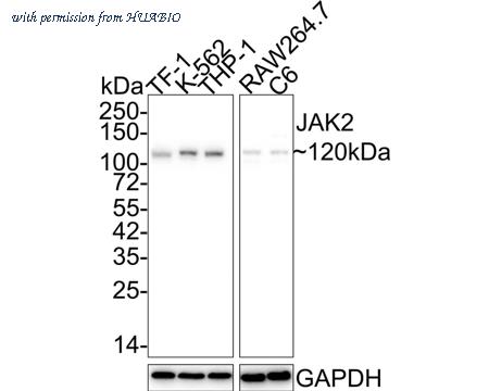 HUABIO HA750118 image 1