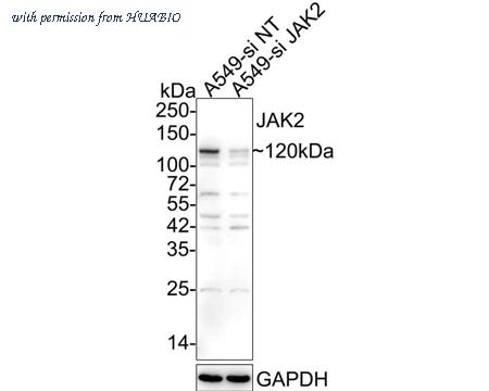 HUABIO HA750118 image 2